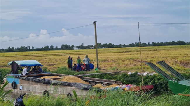     Kiên Giang: Liên kết bao tiêu, 1 công ty “ôm” gần 3 tỷ đồng tiền lúa của nông dân  (28/10/2022)